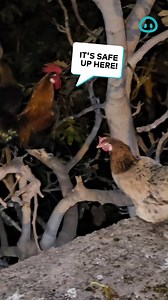 23K views · 93 reactions | Chickens in Malta are different  | ViralHog | Facebook