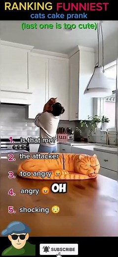 Ranking Funniest Cat Cake Pranks 🤣🤣😅 #catvideos #catlovers #catfunny #lipsync #dancetiktok #trend