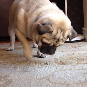 521K views · 1.8K shares | It's all fun and games until they jump towards your FACE | Vs. | Facebook