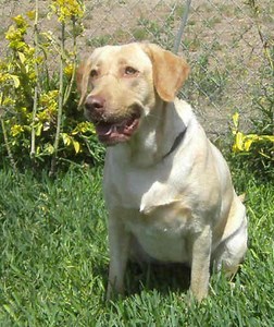 Meet Lea, an Adoptable Labrador