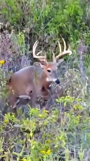 🔥 TITLEWild Wolf Hunt Caught on Camera 😱 | Dangerous Hunting