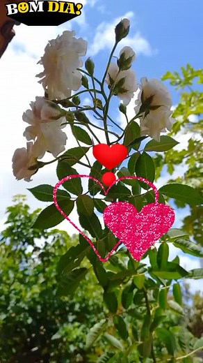 Beautiful White Roses with Animated Graphics for Relaxation