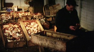Watch Tich Jenkinson Landing Crabs at Filey - BFI Player