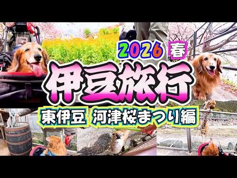 【犬連れ伊豆旅行③】伊豆アニマルキングダム＆河津桜まつり🌸東伊豆を愛犬とお散歩