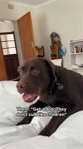 38K views · 10K reactions | Guinness The Chocolate Labrador on Reels | Facebook