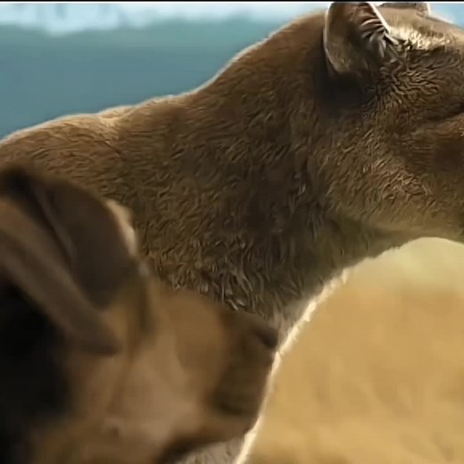 sometimes all I think about is you ... 🥺❤#adogswayhome #love #foryoupage #viralvideo #makethisblowup