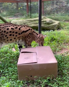 The keepers gave Simba a box with some shredded paper in it. Simba demonstrates a typical hunting behavior for servals when he does a small pounce with his front legs. They do this behavior in the wild to catch small rodents under the ground! | Yellow River Wildlife Sanctuary