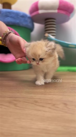 Adorable Cute Kitten Videos to Brighten Your Day