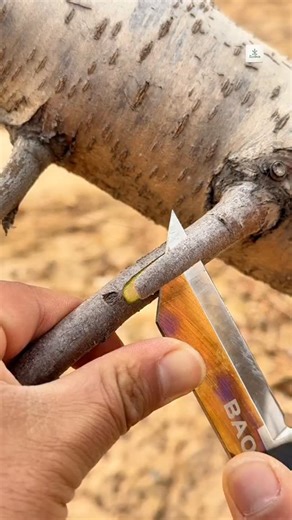 EcoBon on Instagram: "🌳 Master Grafting Techniques | Easy Fruit Tree Grafting Tutorial for Beginners Learn the most effective grafting techniques to grow strong, healthy fruit trees at home! In this step-by-step grafting tutorial, we show you how to join two plants into one powerful tree for faster growth, better yield, and disease resistance. Whether you’re into agriculture, gardening, or fruit tree management, this method will change the way you grow trees forever! ✨ Perfect for mango, pomegr