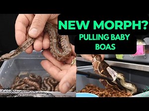 New Morph? First Litter of the Year. Pulling Baby Snakes from my "Special" Line