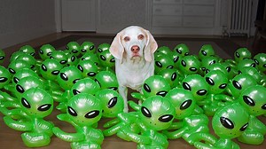 Beagle dog vs baby aliens prank UFO invasion hilariously