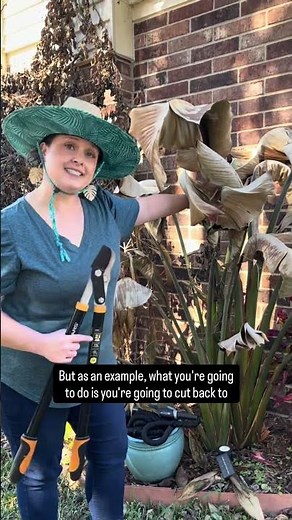 How to trim your Bird of Paradise!