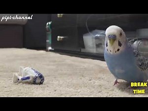 Funny Birds Imitating Electronic Sounds - Parrots Mimic Alarm, Ringtone and More Compilation 2017