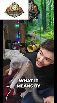 Russian Blue: Hypoallergenic Cat Breed Explained! #shorts