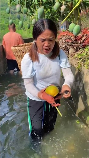 Who likes mangoes Let's eat some