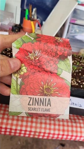 Will Zinnia Seeds Germinate in 3 Days?