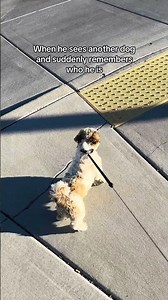 He doesn’t mess around 🤨 #dog #shorts #fypyoutube #dogshorts #shortsvideo #doglife #short #cute