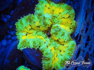 Ultra Maxi Mini Carpet Anemones - Buy Online!