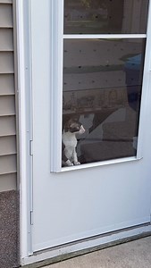 🔊Sound up and on! Let me out!!! 😺😺😺 #letmeout #meow #meowstagram #meowing #cornishrex #cornishrexcat #ilovemycat #cornishrexofinstagram #cornishrexlove #cornishrexlife | Louis_the_Crex