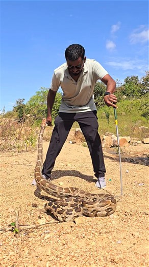 #Indian #Rock python snake 😱