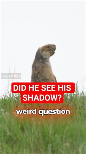 Did the Groundhog See His Shadow?