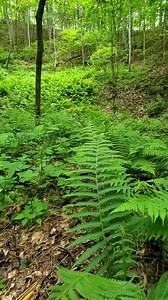 Look at how beautiful this place is. #artifacts #arrowhead #digging #sifting #treasure #history #ancienthistory #Georgia #nature #fern #outdoors #explorepage #adventure #breathtaking #goodvibes #happiness | Zach Byrd Adventure Hour