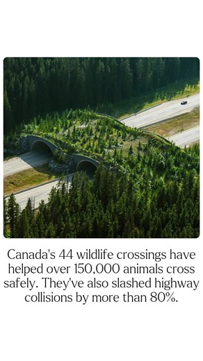 Bridges of compassion. 🌿 Canada’s wildlife crossings are saving lives—animal and human alike—proving that when we work with nature, everyone wins. UPLIFTING Credit @globalpositivenews h/t: Parks Canada Photo: Banff National Park This post has been shared on this page to spread positivity and inspire others. We do not profit from this content, and it has been edited to align with our mission of uplifting our community. If you are the rightful owner of the visual or audio content and have any con