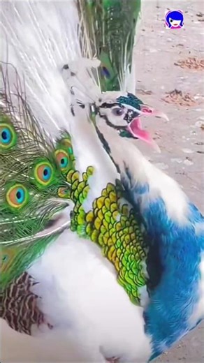 Peacock Loud Sound #peacock #peafowl #shorts