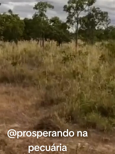 #fazenda a venda#sitio a venda#roça #chacara #rural