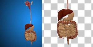 Human Digestive System 3D Rotation Medical Animation