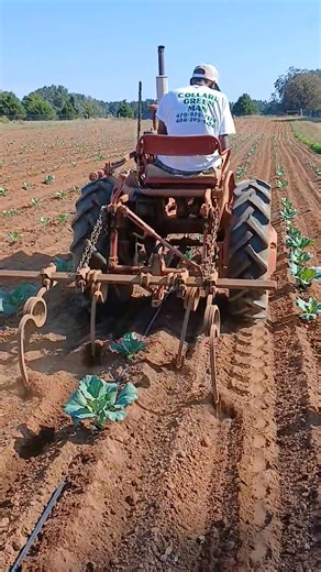 Georgia Collard Greens Wednesday September 24,2025 (Collard Greens season starts Saturday November 1st, 2025 in Monticello Ga (Howard Family Farms) | Ramon Howard