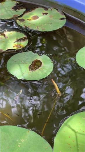Aquarium Betta Fish Fighting: The Ultimate Showdown!