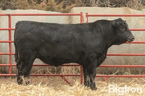 CF Conquest21052 19041 23144 2 YO Angus Bull | Livestock