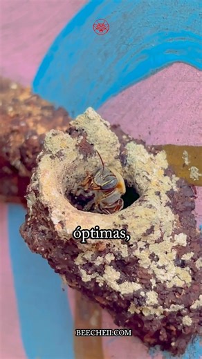 21K views · 33K reactions | Esta es la razón por la que no vendemos...