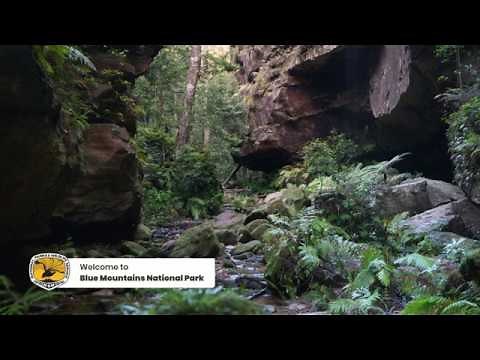 Sounds of nature: Blue Mountains National Park