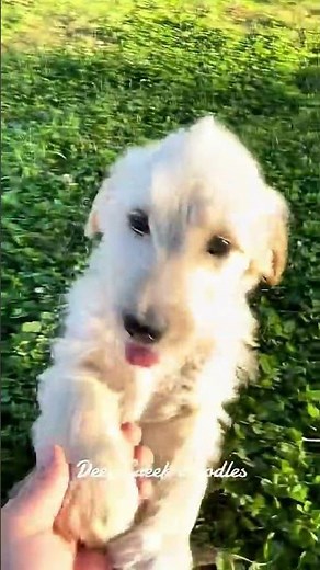 Penny’s Standard F1 Goldendoodles