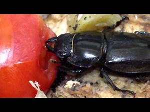 My Black Beetle eating tomato