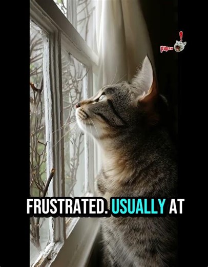 The Chirp Explained #animalfacts #naturefacts #didyouknow #shorts #ytshorts #animaltrivia