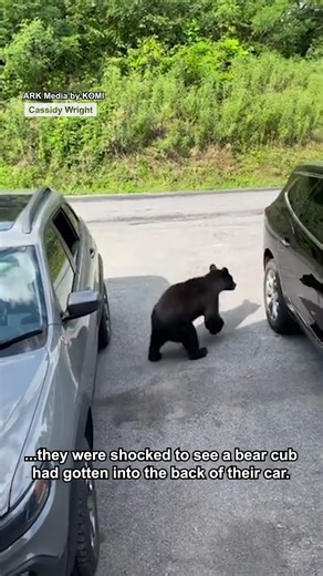 This family got an unexpected passenger 😳🐻