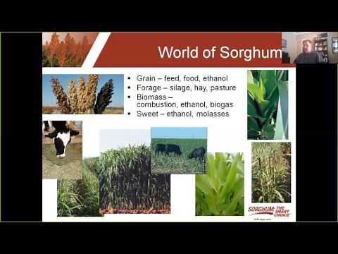 Getting to Know Sorghum