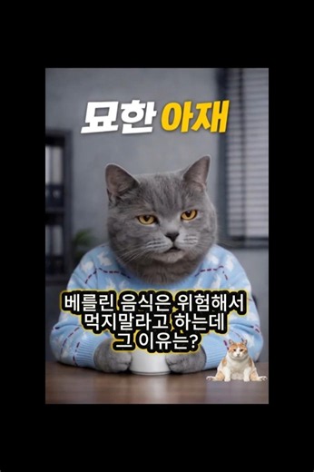 묘한아재_베를린 #고양이 #아재개그 #웃긴영상 #넌센스퀴즈