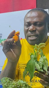 316K views · 8.1K reactions | The Nyanya fruit is powerful! For vaginal cancers, diabetes and heart problems, this is the best - Father Abraham Herbal #neatfm #neatfmwatch #yekofie | NEAT 100.9 FM | Facebook