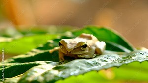 Common southeast asian tree frog (Polypedates leucomystax, polypedates maculatus) on green leaf in the nature.