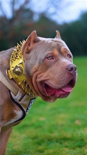 Pitbull vs Tiger: The Ultimate Power Showdown! 🐅🐕 #shorts