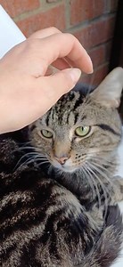 The Scratching Post Cat Rescue on Reels | Facebook