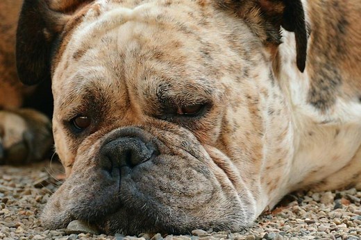 My Dog's Third Eyelid Won't Retract - Third Eyelid Prolapse in Dogs