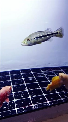 update terbaru aquarium predator #ikan #hobbyikan #fish #aquarium