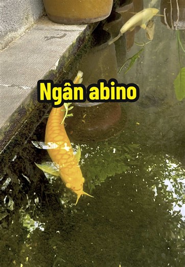 Ngân Long Abino: Kích Thước Lớn và Màu Sắc Đẹp