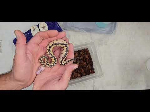 Ball Python Cutting Clutch 2025-42