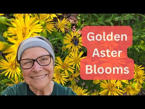 Golden Asters - Best Fall Blooms for Pollinators